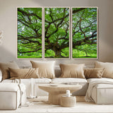 49375306-MGV-CV-36X24-Ancient Tree Wall Art Canvas Print, Framed Sprawling Branches Art Picture Print, Gnarling Tree Perfect Earthy Natural Decor