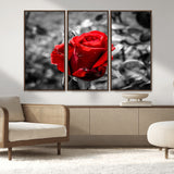 84671-MGV-FC-48X32-3P_Walnut-Red Rose Wall Art – Vibrant Single Bloom Canvas Print with Black and White Background, Elegant Floral Decor for Living Room,