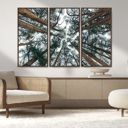 18790-MGV-FC-48X32-3P_Walnut-Pine Canopy Wall Art – Panoramic View of Towering Pines Canvas Print, Nature-Inspired Decor for Office, Cabin or Living Room