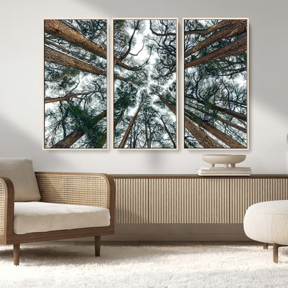 18790-MGV-FC-48X32-3P_Natural-Pine Canopy Wall Art – Panoramic View of Towering Pines Canvas Print, Nature-Inspired Decor for Office, Cabin or Living Room
