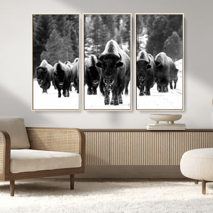 62434-MGV-CV-36X24-Bison Herd Wall Art – Majestic Black and White Buffalo Canvas Print, Wildlife Nature Photography Decor for Living Room, Office or