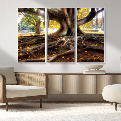 53335-MGV-FC-48X32-3P_White-Majestic Tree with Sprawling Roots Wall Art – Serene Sunlit Park Scene, Nature Canvas Print, Perfect for Living Room, Office or