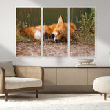 25085-MGV-CV-36X24-Sleeping Fox Wall Art Canvas Print, Framed Rustic Fox Art Picture Print, Wildlife Animal Perfect Rustic Farmhouse Decor Artwork