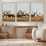 42170220-MGV-CV-36X24-Elk Herd Wall Art Canvas Print, Framed Wildlife Photography Art Picture Print, Majestic Antlers Perfect Rustic Wildlife Decor