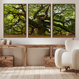 29407-MGV-FC-60X30-3P_Walnut-Ancient Oak Tree Wall Art – Majestic Nature Canvas Print, Large Tree Photography Decor for Living Room or Office