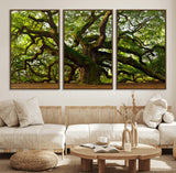 29407-MGV-CV-36X24-Ancient Oak Tree Wall Art – Majestic Nature Canvas Print, Large Tree Photography Decor for Living Room or Office