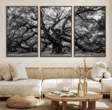 132944706-MGV-FC-60X30-3P_Walnut-Ancient Tree Wall Art – Black and White Photography Canvas Print Featuring Majestic Twisting Branches, Rustic Nature Artwork for