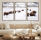 13891210-MGV-FC-60X30-3P_Walnut-Bison Herd Scene Wall Art Canvas Print, Framed Western Wildlife Decor Art Picture Print, Snowy Mountain Valley Perfect Rustic