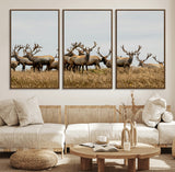 42170220-MGV-FC-60X30-3P_Walnut-Elk Herd Wall Art Canvas Print, Framed Wildlife Photography Art Picture Print, Majestic Antlers Perfect Rustic Wildlife Decor