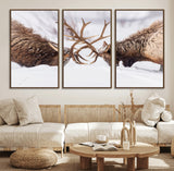 99240306-MGV-FC-60X30-3P_Walnut-Elk Wall Art – Two Bull Elk Fighting in Snow Canvas Print, Rustic Wildlife Artwork for Cabin, Lodge, Western Farmhouse, Nature &