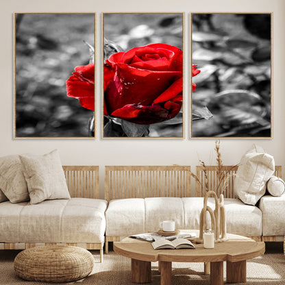 84671-MGV-FC-60X30-3P_Natural-Red Rose Wall Art – Vibrant Single Bloom Canvas Print with Black and White Background, Elegant Floral Decor for Living Room,