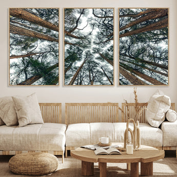 18790-MGV-FC-60X30-3P_Natural-Pine Canopy Wall Art – Panoramic View of Towering Pines Canvas Print, Nature-Inspired Decor for Office, Cabin or Living Room