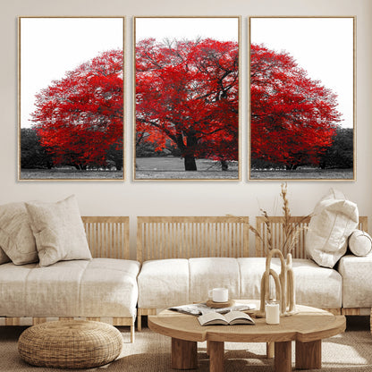 80021-MGV-FC-60X30-3P_Natural-Red Tree Wall Art – Striking Black and White Landscape Canvas Print with Vibrant Red Leaves, Modern Nature Decor for Living Room