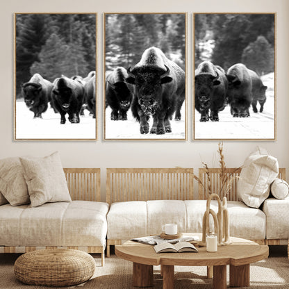 62434-MGV-CV-36X24-Bison Herd Wall Art – Majestic Black and White Buffalo Canvas Print, Wildlife Nature Photography Decor for Living Room, Office or