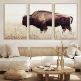 48406-MGV-CV-36X24-American Bison Wall Art – Rustic Buffalo Canvas Print in Prairie Field, Western Wildlife Photography Decor for Cabin, Lodge,
