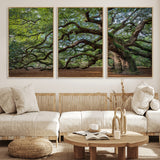MGV-FC-60X30-3P - Historic Tree Wall Art Canvas Print, Framed Mossy Tree Art Picture Print, Twisted Branches Perfect Nature Southern Decor Artwork