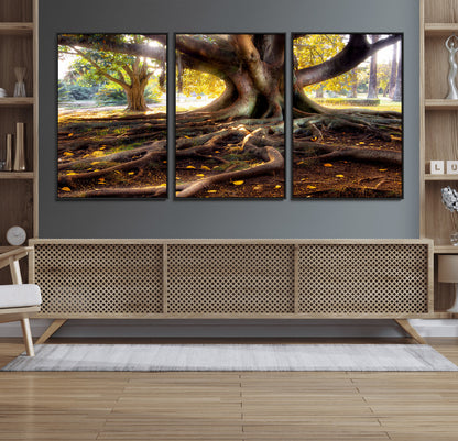 53335-MGV-FC-60X30-3P_Black-Majestic Tree with Sprawling Roots Wall Art – Serene Sunlit Park Scene, Nature Canvas Print, Perfect for Living Room, Office or