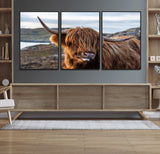 71222-MGV-CV-36X24-A playful Highland cow with shaggy fur sticks out its tongue, set against a rugged landscape — perfect for quirky home or office