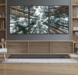 18790-MGV-FC-60X30-3P_Black-Pine Canopy Wall Art – Panoramic View of Towering Pines Canvas Print, Nature-Inspired Decor for Office, Cabin or Living Room