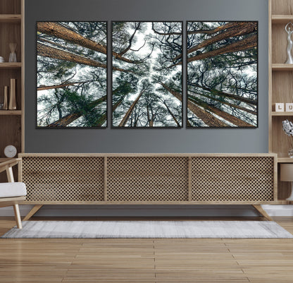 18790-MGV-FC-60X30-3P_Black-Pine Canopy Wall Art – Panoramic View of Towering Pines Canvas Print, Nature-Inspired Decor for Office, Cabin or Living Room