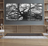 81655611-MGV-FC-60X30-3P_Black-Ancient Oak Wall Art Canvas Print, Framed Twisted Branches Art Picture Print, Gnarled Tree Perfect Moody Nature Decor Artwork