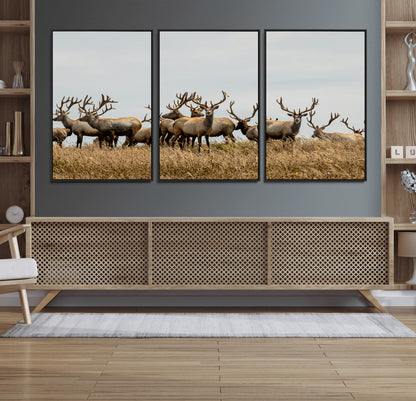 42170220-MGV-FC-60X30-3P_Black-Elk Herd Wall Art Canvas Print, Framed Wildlife Photography Art Picture Print, Majestic Antlers Perfect Rustic Wildlife Decor