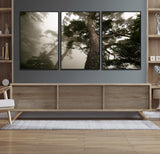 87969493-MGV-CV-36X24-Forest Wall Art – Misty Tall Trees Canvas Print, Dramatic Woodland Photography Decor for Bedroom, Living Room, Office, Cabin,