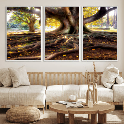53335-MGV-FC-60X30-3P_White-Majestic Tree with Sprawling Roots Wall Art – Serene Sunlit Park Scene, Nature Canvas Print, Perfect for Living Room, Office or