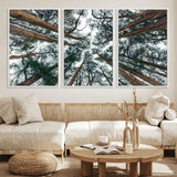 18790-MGV-FC-60X30-3P_White-Pine Canopy Wall Art – Panoramic View of Towering Pines Canvas Print, Nature-Inspired Decor for Office, Cabin or Living Room