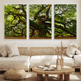 29407-MGV-CV-36X24-Ancient Oak Tree Wall Art – Majestic Nature Canvas Print, Large Tree Photography Decor for Living Room or Office