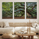 MGV-FC-60X30-3P - Historic Tree Wall Art Canvas Print, Framed Mossy Tree Art Picture Print, Twisted Branches Perfect Nature Southern Decor Artwork