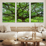 49375306-MGV-FC-60X30-3P_White-Ancient Tree Wall Art Canvas Print, Framed Sprawling Branches Art Picture Print, Gnarling Tree Perfect Earthy Natural Decor