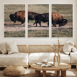 58141885-MGV-FC-60X30-3P_White-Bison Photography Wall Art Canvas Print, Framed Western Wildlife Art Picture Print, Modern Ranch Perfect Western Rustic Decor