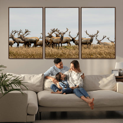 42170220-MGV-CV-36X24-Elk Herd Wall Art Canvas Print, Framed Wildlife Photography Art Picture Print, Majestic Antlers Perfect Rustic Wildlife Decor