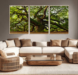 29407-MGV-CV-36X24-Ancient Oak Tree Wall Art – Majestic Nature Canvas Print, Large Tree Photography Decor for Living Room