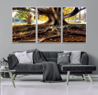 53335-MGV-CV-36X24-Majestic Tree with Sprawling Roots Wall Art – Serene Sunlit Park Scene, Nature Canvas Print, Perfect for Living Room, Office or