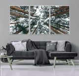 18790-MGV-CV-36X24-Pine Canopy Wall Art – Panoramic View of Towering Pines Canvas Print, Nature-Inspired Decor for Office, Cabin or Living Room