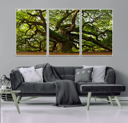 29407-MGV-FC-60X30-3P_White-Ancient Oak Tree Wall Art – Majestic Nature Canvas Print, Large Tree Photography Decor for Living Room or Office
