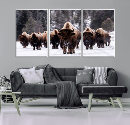 66871-MGV-FC-60X30-3P_White-Bison Herd Wall Art – Wildlife Buffalo Canvas Print, Rustic Western Nature Photography Decor for Living Room, Office, Cabin, or