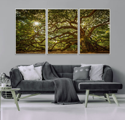 57983-MGV-FC-60X30-3P_White-Angel Oak Tree Wall Art Canvas Print, Framed Oak Tree Art Picture Print, Angel Oak Perfect Rustic Nature Decor Artwork