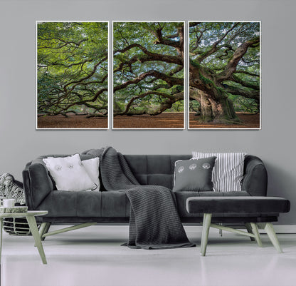 MGV-FC-60X30-3P - Historic Tree Wall Art Canvas Print, Framed Mossy Tree Art Picture Print, Twisted Branches Perfect Nature Southern Decor Artwork