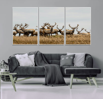 42170220-MGV-CV-36X24-Elk Herd Wall Art Canvas Print, Framed Wildlife Photography Art Picture Print, Majestic Antlers Perfect Rustic Wildlife Decor