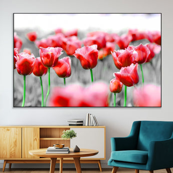 44554-MGV-CV-36X24-Vibrant red tulips stand out beautifully against a black-and-white background, making a striking decor piece perfect for any home