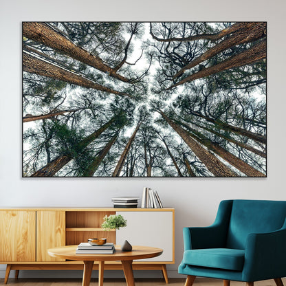 18790-MGV-CV-36X24-Pine Canopy Wall Art – Panoramic View of Towering Pines Canvas Print, Nature-Inspired Decor for Office, Cabin or Living Room