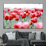 44554-MGV-CV-36X24-Vibrant red tulips stand out beautifully against a black-and-white background, making a striking decor piece perfect for any home