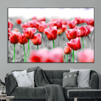 44554-MGV-CV-36X24-Vibrant red tulips stand out beautifully against a black-and-white background, making a striking decor piece perfect for any home