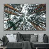 18790-MGV-CV-36X24-Pine Canopy Wall Art – Panoramic View of Towering Pines Canvas Print, Nature-Inspired Decor for Office, Cabin or Living Room