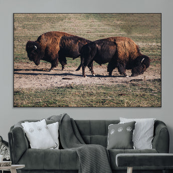 58141885-MGV-CV-36X24-Bison Photography Wall Art Canvas Print, Framed Western Wildlife Art Picture Print, Modern Ranch Perfect Western Rustic Decor