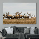 42170220-MGV-CV-36X24-Elk Herd Wall Art Canvas Print, Framed Wildlife Photography Art Picture Print, Majestic Antlers Perfect Rustic Wildlife Decor