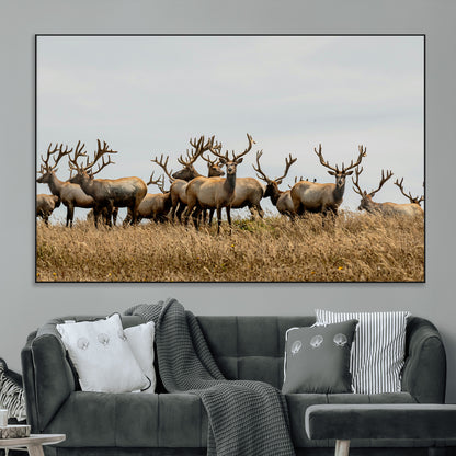 42170220-MGV-CV-36X24-Elk Herd Wall Art Canvas Print, Framed Wildlife Photography Art Picture Print, Majestic Antlers Perfect Rustic Wildlife Decor